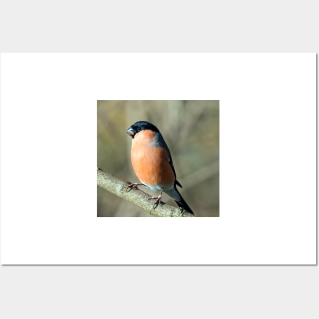 Male bullfinch Wall Art by Itsgrimupnorth